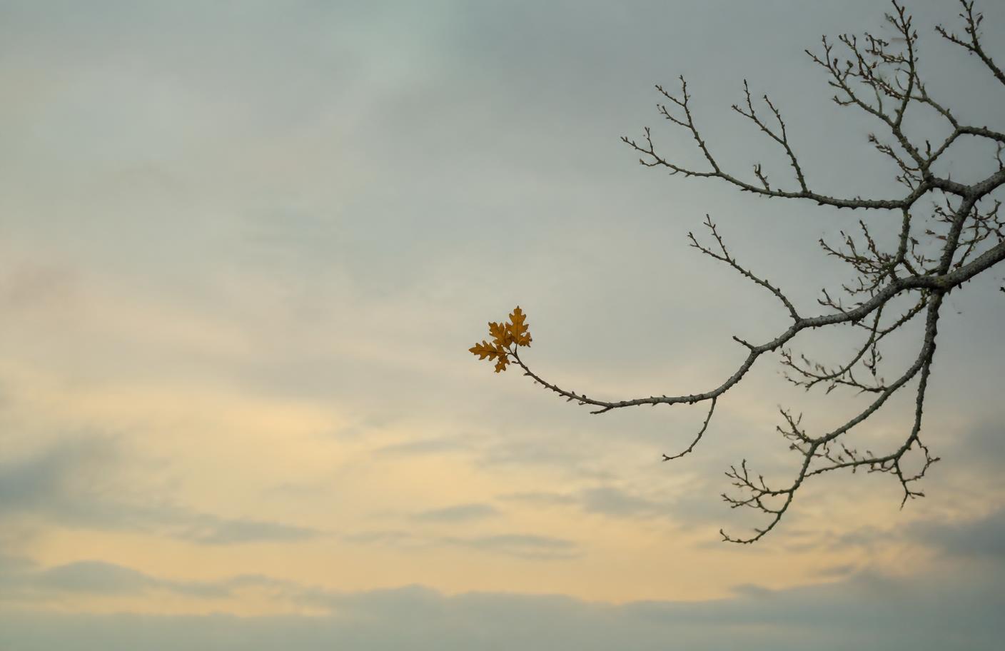 A bare oak branch with one small cluster of leaves against a pale winter sky